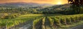 Beautiful vineyards in Tuscany at sunset near Greve in Chianti. Tuscany, Italy