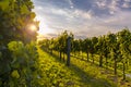 Beautiful vineyards of Vipava valley, Slovenia at the sunset Royalty Free Stock Photo