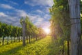 Beautiful vineyards of Vipava valley at the sunset Royalty Free Stock Photo