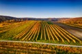 Beautiful vineyards in Weinviertel, Lower Austria