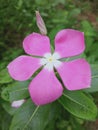 beautiful Vinka flower  sri lanka Royalty Free Stock Photo