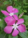 Beautiful Vinka flowers sri lanka Royalty Free Stock Photo