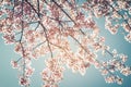 Beautiful vintage cherry blossom tree sakura flower in spring on blue sky background Royalty Free Stock Photo