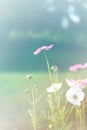 Beautiful vintage cosmos flower field photo soft or selective focus Royalty Free Stock Photo