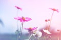 Beautiful vintage cosmos flower field photo soft or selective focus Royalty Free Stock Photo