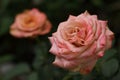 Beautiful vintage pink 'Cappuccino Rose' full bloom in garden
