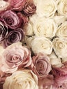 Beautiful vintage Rose background. white, pink, purple, violet, cream color bouquet flower. Elegant style floral. Royalty Free Stock Photo