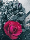 Beautiful vintage Rose background.white,pink,purple,violet,cream colour bouguet flower. Elegant style floral.