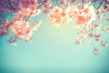 Beautiful vintage sakura flower cherry blossom in spring. Royalty Free Stock Photo