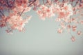 Beautiful vintage sakura flower cherry blossom in spring. Royalty Free Stock Photo