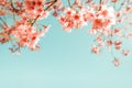 Beautiful vintage sakura flower cherry blossom in spring. Royalty Free Stock Photo