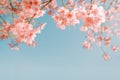 Beautiful vintage sakura flower cherry blossom in spring. Royalty Free Stock Photo