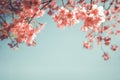 Beautiful vintage sakura flower cherry blossom in spring. Royalty Free Stock Photo