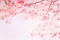 Beautiful vintage sakura flower cherry blossom in spring Royalty Free Stock Photo