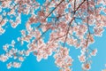 Beautiful vintage sakura tree flower cherry blossom in spring on blue sky background Royalty Free Stock Photo