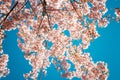 Beautiful vintage sakura tree flower cherry blossom in spring on blue sky background. Royalty Free Stock Photo
