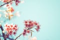 beautiful vintage sakura tree flower cherry blossom in spring. Royalty Free Stock Photo