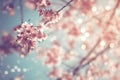 beautiful vintage sakura tree flower cherry blossom in spring. Royalty Free Stock Photo