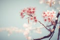 beautiful vintage sakura tree flower cherry blossom in spring. Royalty Free Stock Photo