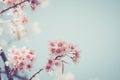 beautiful vintage sakura tree flower cherry blossom in spring. Royalty Free Stock Photo
