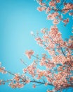 Beautiful vintage sakura tree flower cherry blossom in spring. Royalty Free Stock Photo