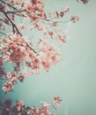 Beautiful vintage sakura tree flower cherry blossom in spring. Royalty Free Stock Photo