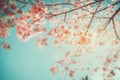 Beautiful vintage sakura tree flower cherry blossom in spring. Royalty Free Stock Photo