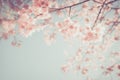 Beautiful vintage sakura tree flower cherry blossom in spring. Royalty Free Stock Photo