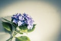 Beautiful, vintage style flora background with hydrangea