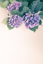 Beautiful, vintage style flora background with hydrangea or hortensia bloosom