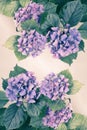 Beautiful, vintage style flora background with hydrangea or hortensia bloosom