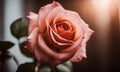 Beautiful vintage toned pink rose Close-up