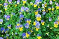 beautiful viola flowers for background and design