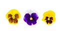 Beautiful viola flowers isolated on white background