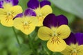 Beautiful viola flowers, yellow and purple colored