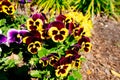 Beautiful Viola tricolor flower