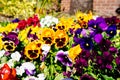 Beautiful Viola tricolor flower