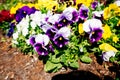 Beautiful Viola tricolor flower