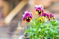 Beautiful viola tricolor flowers at flowerbed near house. Vibrant heart`s ease blossom in garden at backyard