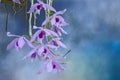 Beautiful violet anosmum orchid flowers Royalty Free Stock Photo