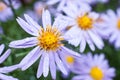 Beautiful violet aster flowers wit dew drops Royalty Free Stock Photo