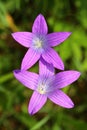 Violet bellflower Campanula patula blooming Royalty Free Stock Photo