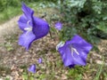 Beautiful violet bellflowers in the forest