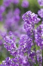 Beautiful violet blooming flowers of garden Phlox with gorgeous bokeh Royalty Free Stock Photo