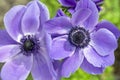 Beautiful violet blue black ornamental anemone coronaria de caen in bloom, bright colorful flowering springtime plant