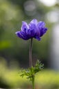 Beautiful violet blue black ornamental anemone coronaria de caen in bloom, bright colorful flowering springtime plant