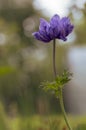 Beautiful violet blue black ornamental anemone coronaria de caen in bloom, bright colorful flowering springtime plant