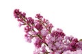 Beautiful violet bouquet of lilac Royalty Free Stock Photo