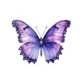 Beautiful violet butterfly isolated on white background.