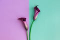 Beautiful violet calla lilies on turquoise and violet background. Flat lay Royalty Free Stock Photo